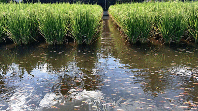 Fish Farming- खेती के साथ करें मछली पालन, पाएं अधिक लाभ